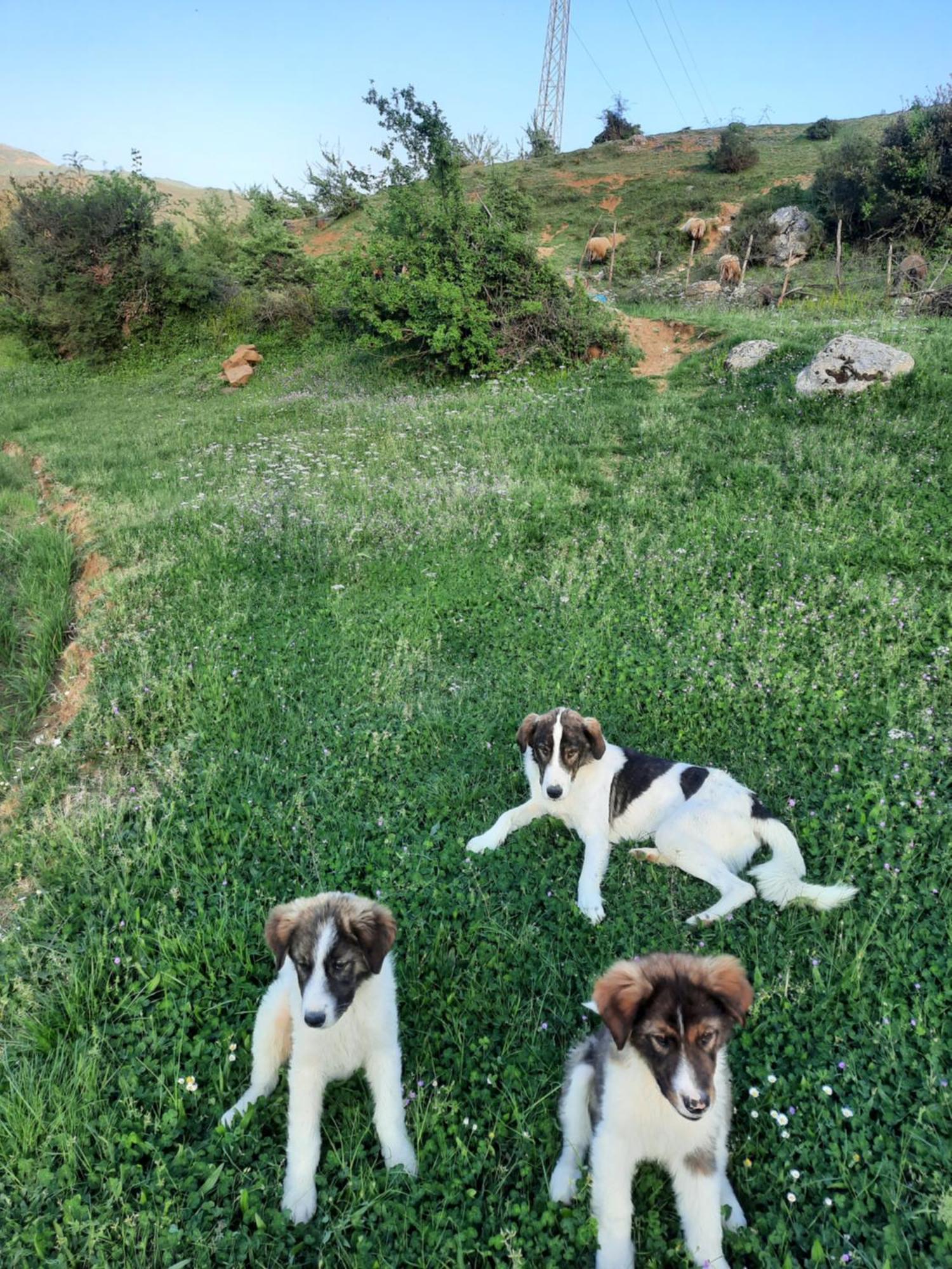 Bujtina Lugina E Vjoses Villa Permet Bagian luar foto