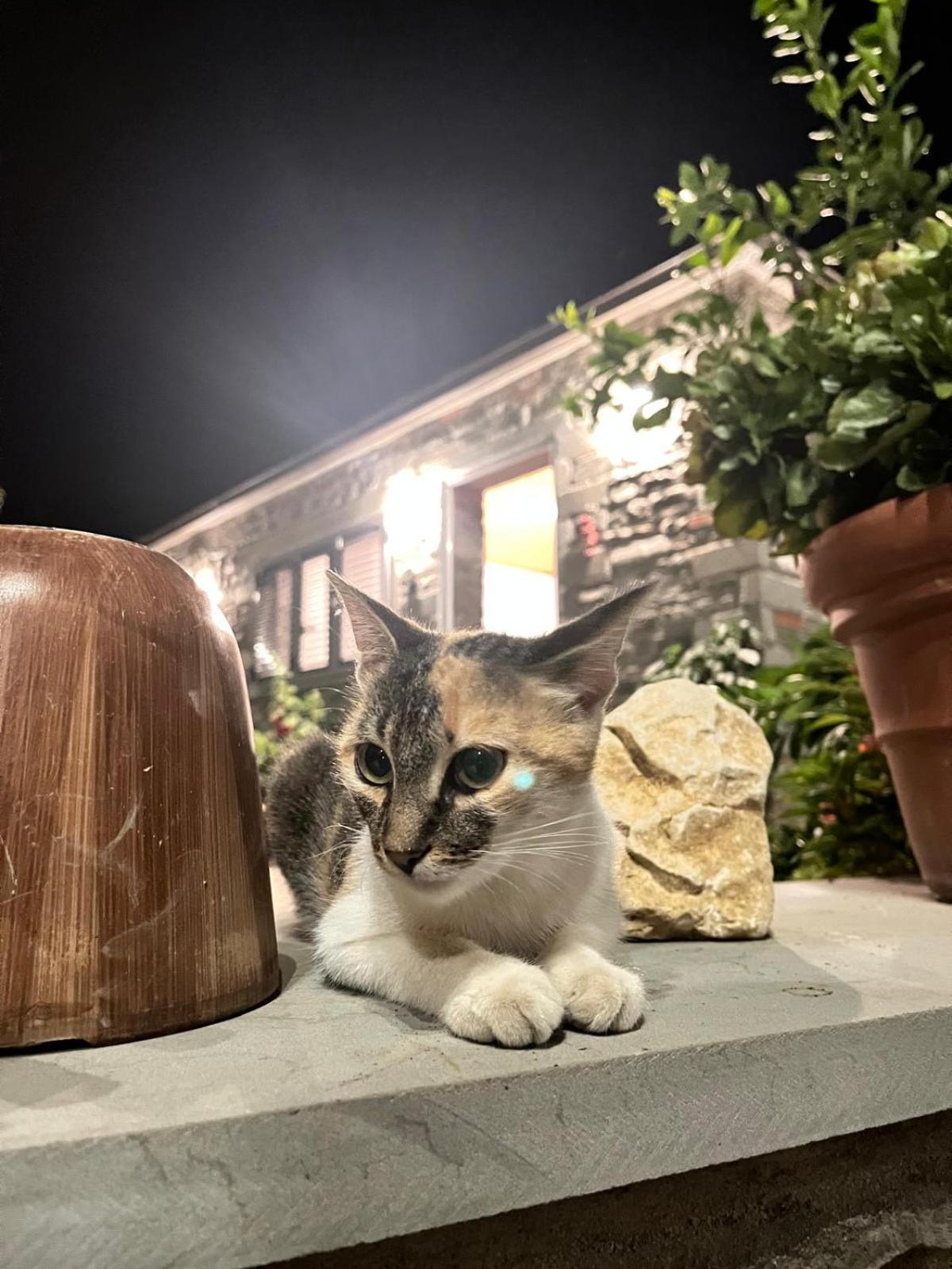 Bujtina Lugina E Vjoses Villa Permet Bagian luar foto
